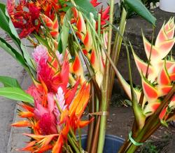 Tropical flowers at Port Vila market
